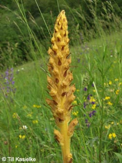 Orobanche_elatior_SWD2009_TK141.jpg