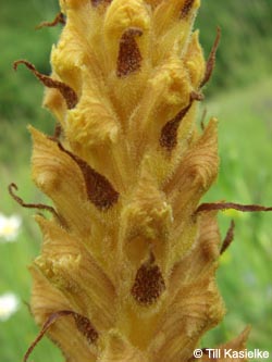 Orobanche_elatior_SWD2009_TK142.jpg