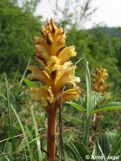 Orobanche_lutea_SWD2009_ja163.jpg