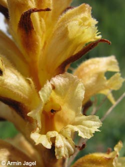 Orobanche_lutea_SWD2009_ja163_3.jpg