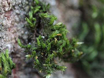 Orthotrichum_affine_Aachen_Waldfriedhof_250218_CB12.jpg