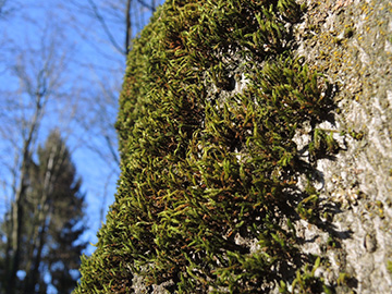 Orthotrichum_affine_Aachen_Waldfriedhof_250218_ja02.jpg