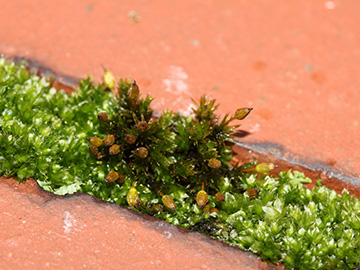 Orthotrichum_anomalum_Bochum_Unicenter_Kryptogamen_210118_CB01.jpg