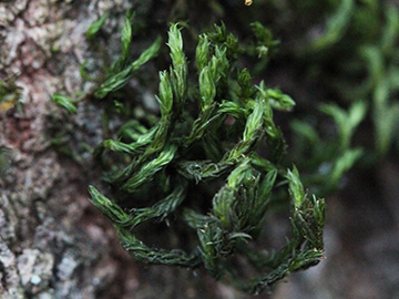 Orthotrichum_lyellii_mitKapselaffineAachen_Waldfriedhof_250218_CB10.jpg