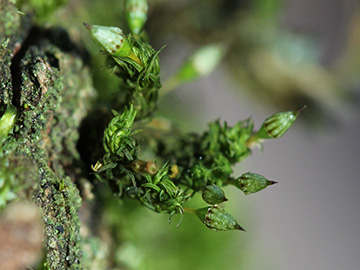 Orthotrichum_pulchellum_Aachen_Waldfriedhof_250218_CB02.jpg