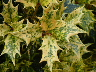 Osmanthus_heterophyllus_BOWeitmarFranziskusfriedhof_060316_ho02.jpg