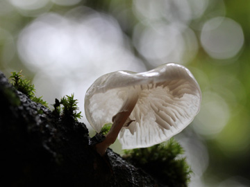 Oudemansiella_mucida_BO_Koenigsbuescher_Waeldchen_Pilze_CB01.jpg