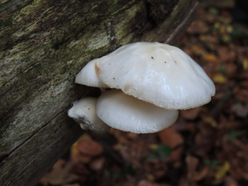 Oudemansiella_mucida_BO_Koenigsbuescher_Waeldchen_Pilze_ja01.jpg