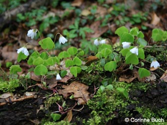 Oxalis_acetosella_Oberhagen_Warstein210412_CB01.jpg