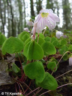 Oxalis_acetosella_Warstein_210412_TK03.jpg