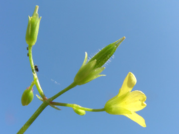 Oxalis_stricta_BO040706_ja02.jpg