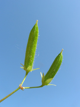 Oxalis_stricta_BO040706_ja03.jpg