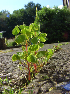 Oxalis_stricta_BO040706_ja05.jpg