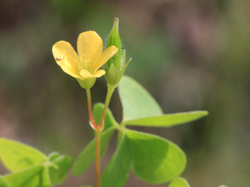 Oxalis_stricta_DO-Derne_130816_CB02.jpg