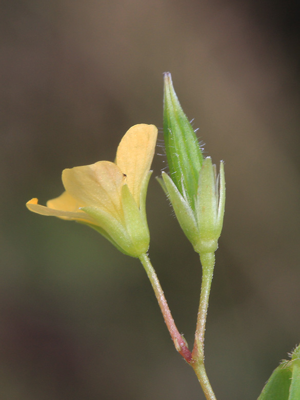 Oxalis_stricta_DO-Derne_130816_CB03.jpg