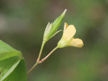 Oxalis_stricta_DO-Derne_130816_CB06.jpg