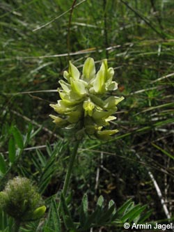 Oxytropis_pilosa_SWHaenge_Kyffhaeuser040610_ja01.jpg