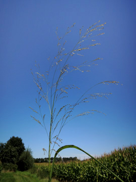 Panicum_dichotomiflorum_Borken_170816_CKatzenmeier01.jpg