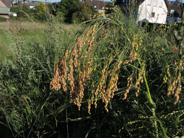 Panicum_miliaceum_Attendorn_070916_ja01.jpg