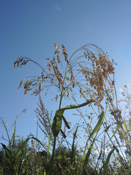 Panicum_miliaceum_Attendorn_070916_ja03.jpg