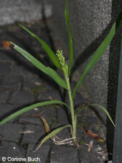 Panicum_miliaceum_BOHedwigstr310810_CB02.jpg