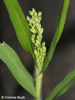 Panicum_miliaceum_BOHedwigstr310810_CB03.jpg