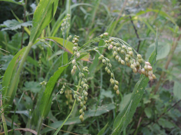 Panicum_miliaceum_BOStiepel_Ruhr_AlteFaehre_210817_ja01.jpg