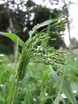 Panicum_miliaceum_BunteHirse_Witten_230813_ja01.jpg