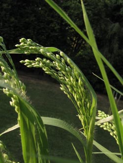 Panicum_miliaceum_LaPlata_Balkon_200813_ja03.jpg