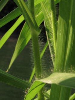 Panicum_miliaceum_LaPlata_Balkon_200813_ja04.jpg