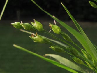 Panicum_miliaceum_Marokkohirse_Balkon_200813_ja04.jpg