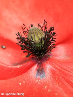 Papaver_rhoeas_Eifel2012_LaacherSee070612_CB01.jpg