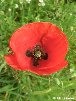 Papaver_rhoeas_Laacher_See_070612_TK36.jpg