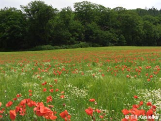 Papaver_rhoeas__Laacher_See_070612_TK48.jpg