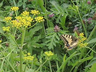 Papilio_machaon_ApiaceaeWorkshop2_300716_ja01.jpg