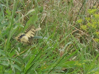 Papilio_machaon_ApiaceaeWorkshop2_300716_ja05.jpg