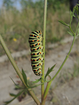 Papilio_machaon_DO-Derne_ZecheGneisenau_130816_TK52.jpg