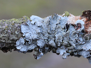 Parmelia_sulcata_Aachen_Waldfriedhof_250218_CB15.jpg