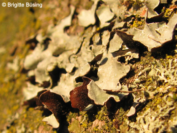Parmelia_sulcata_RUBMoose_210117_BBuesing02.jpg