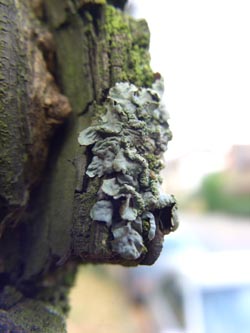 Parmelia_sulcata_Schmechtingtal071117_ja44.jpg