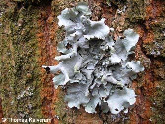 Parmotrema_perlatum_RuhrUniBochum090124_TKalveram33.jpg