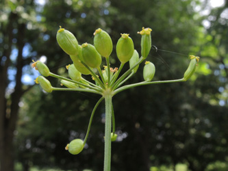 Pastinaca_pratensis_ApiaceaeWorkshop2_300716_ja05.jpg