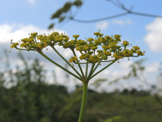 Pastinaca_sativa_urens_ApiaceaeWorkshop2_300716_ja03.jpg