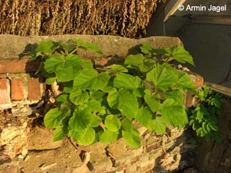 Paulownia_tomentosa_Elbe2008_2_ja16.jpg