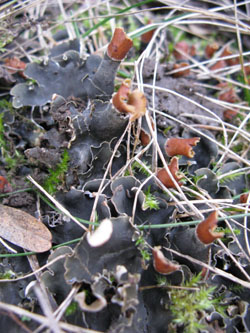 Peltigera_rufescens_BO-RUB-Kryptogamen_140112_ja23.jpg