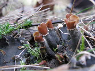 Peltigera_rufescens_BO-RUB-Kryptogamen_140112_ja24.jpg