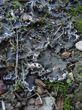 Peltigera_rufescens_RUBMoose210117_ja02.jpg