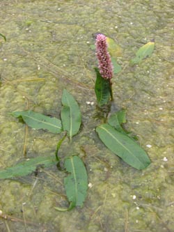 Persicaria_amphibia_DOHoerdePhoenixsee210712_TK01.jpg