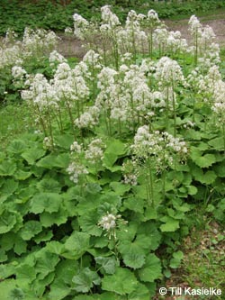 Petasites_albus_SWD2009_TK95.jpg