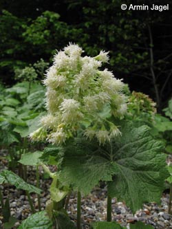 Petasites_albus_SWD2009_ja106.jpg